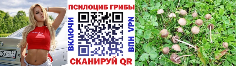 Псилоцибиновые грибы Magic Shrooms  kraken как зайти  даркнет состав  Кашира 